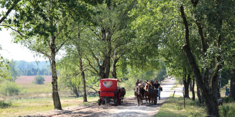 Kutschwagen in der Heide © May/Trampe